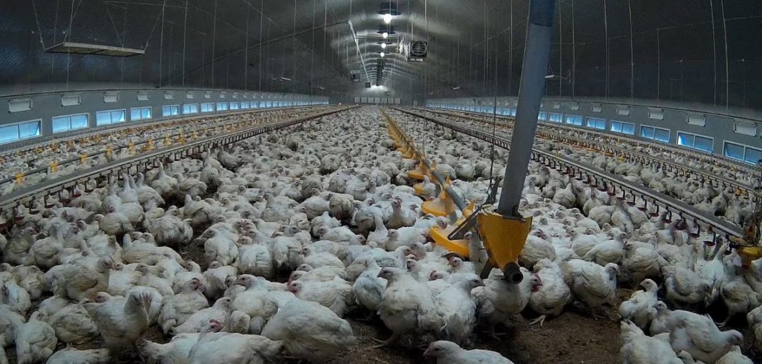 Tesco and Ocado reaffirm animal welfare standards in supply chain after