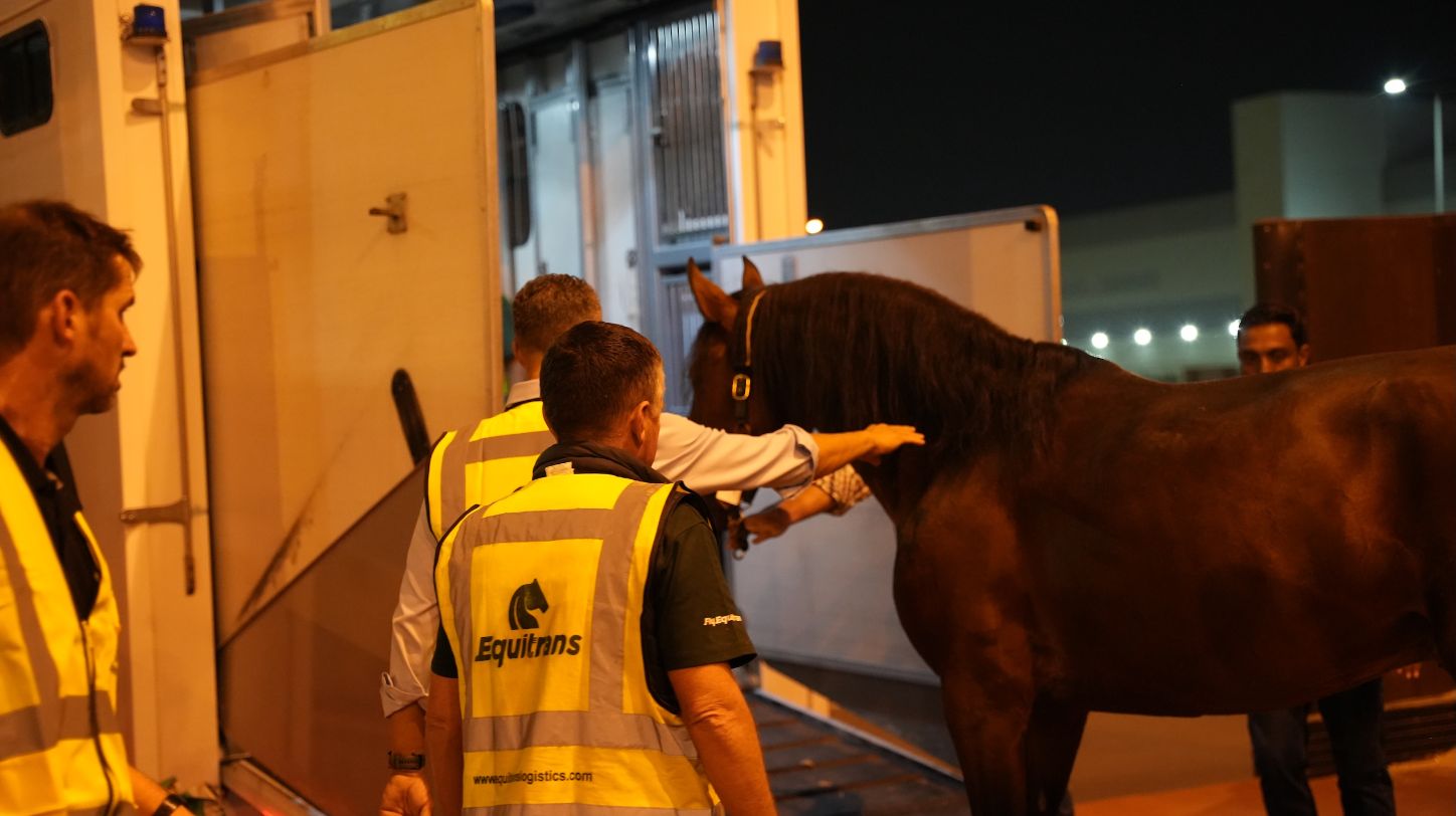 Equitrans delivers horses for Abu Dhabi equestrian event
